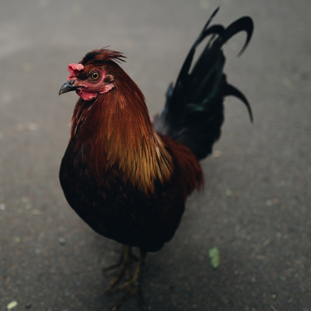 Meet your Posher, Warren